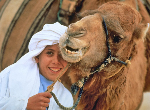 Бедуины верблюды3.jpg